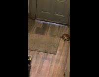 Woman finds turtle roams inside her apartment