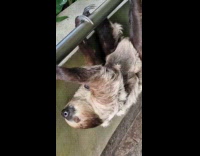 Sloth carries baby while crossing the railings