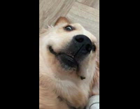 Dog getting chest rubs look at camera