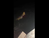 Shark eats fish dark water