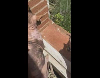 3 hairless cats on window