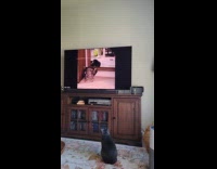 Cat watches other pets on the television