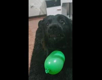 Dog growls and protects green balloon 