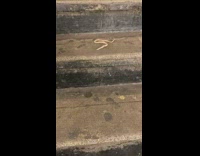 Pt. 2 Snakes crawls down stairs at subway station