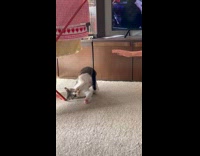 Cat acts weird when girl touch his tail