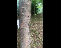 Invasive lanternfly spotted spreading on the tree