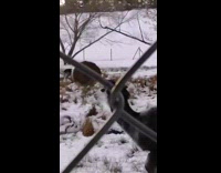 Guy play Llama sound then Llama looks