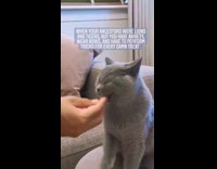Grey cat gives owner his paw as a trick to get treats 
