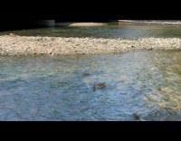 Duck gets swept away quacks for help