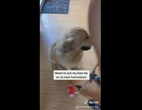 Golden retriever dog meets brother blue bowtie