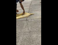 Large yellow snake lizard red bandana sidewalk 