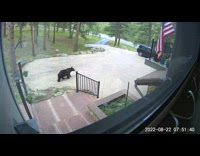 Wild black bear open car door footage