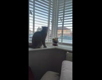 Cat by Window Walks Towards TV to Play