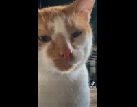 Collab Clips MPUGC - Cat drinks water sprayed from bottle 