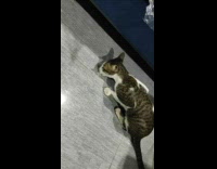 Pet cat eats broccoli on the floor