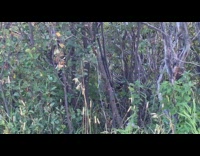 Collab DailyDoseOfIntenet - Brown bear falls off tree girl laughs 