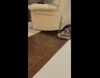 Collab BitchMP - Paraplegic cat with wheels for legs