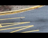 Baby squirrel run around in circles street
