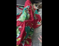 Brown cat hides under red blue blanket 