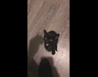 Two kittens let out a long meow cry