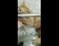 Brown kitten cat attacks hand marble countertop 