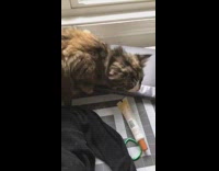 Brown cat hiccups makes squeaking honking noise