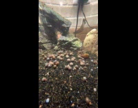 Time lapse swarm of snails inside fish tank