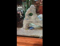 Collab BitchMP - Dory fish has sign sleeping in aquarium playing dead