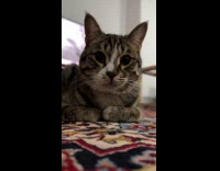 Cat lay on carpet with paws together