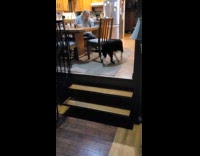 Dog curious with roomba on the floor