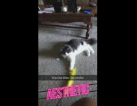 Grey white cat plays yellow feather toy 