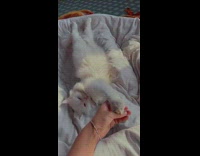 Woman hold paw of stretching white cat