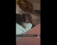 Dachshund Pup Watches Online Class Discussion Seriously 