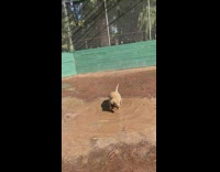 Brown dog play on mud pool ball