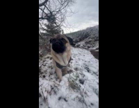 Dog enjoys winter loves to eat snow 