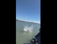 Guy belly flops into water off top of tugboat