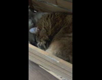 Cat sleep in a wooden crate snores