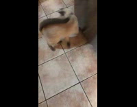 Cat tries to grab ribbon on tail 