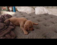 Brown puppy dog rolls tumbles grey mattress 