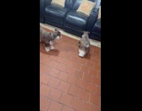 Two dogs play together chase their toy