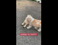 Dog guards house with llama toy 