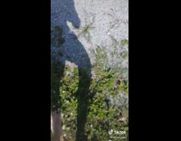 Guy walking on grass shadow with rope legs