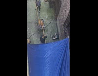 Collab WINY - Neighbors cook whole animals on wood sticks