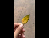 Submitter shows leaf color different from back