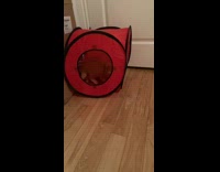 Cat runs to red circle home and knocks it over 