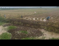 Large number of ducks swim at farm