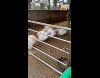 Turkeys in zoo gobble after whistle sound