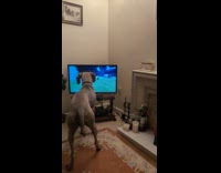 Dog watches dog competition on the TV