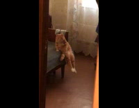 Cat sits on edge of chair like human