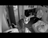 Cat gets motion detected on security camera